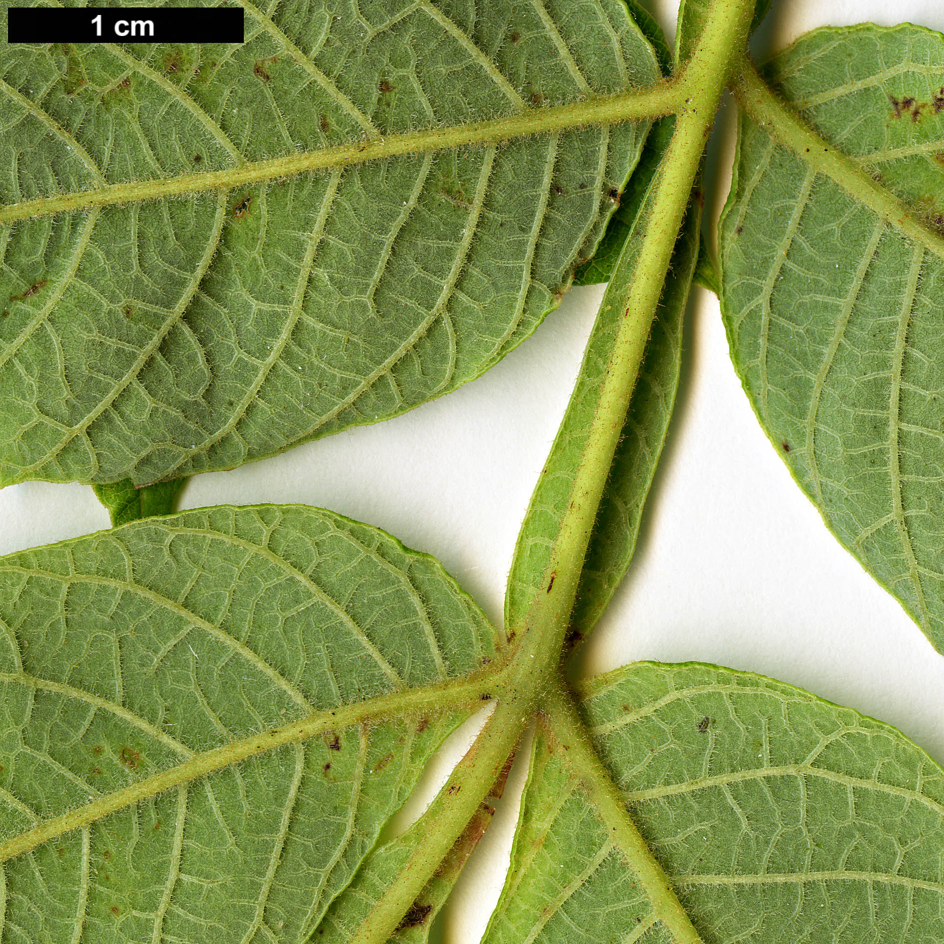 High resolution image: Family: Anacardiaceae - Genus: Rhus - Taxon: chinensis